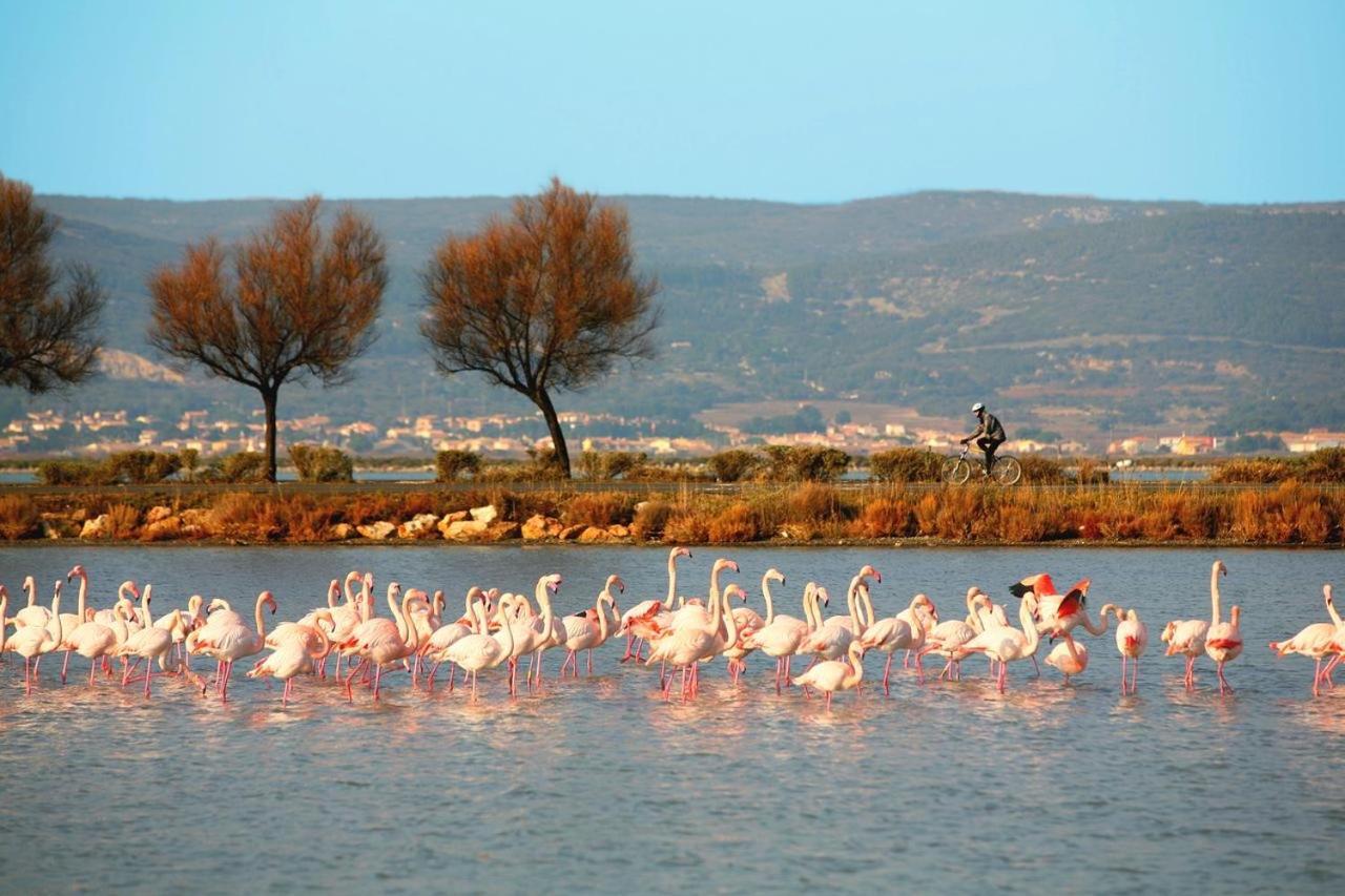 Le Cosy Des Goelands Διαμέρισμα Frontignan Εξωτερικό φωτογραφία
